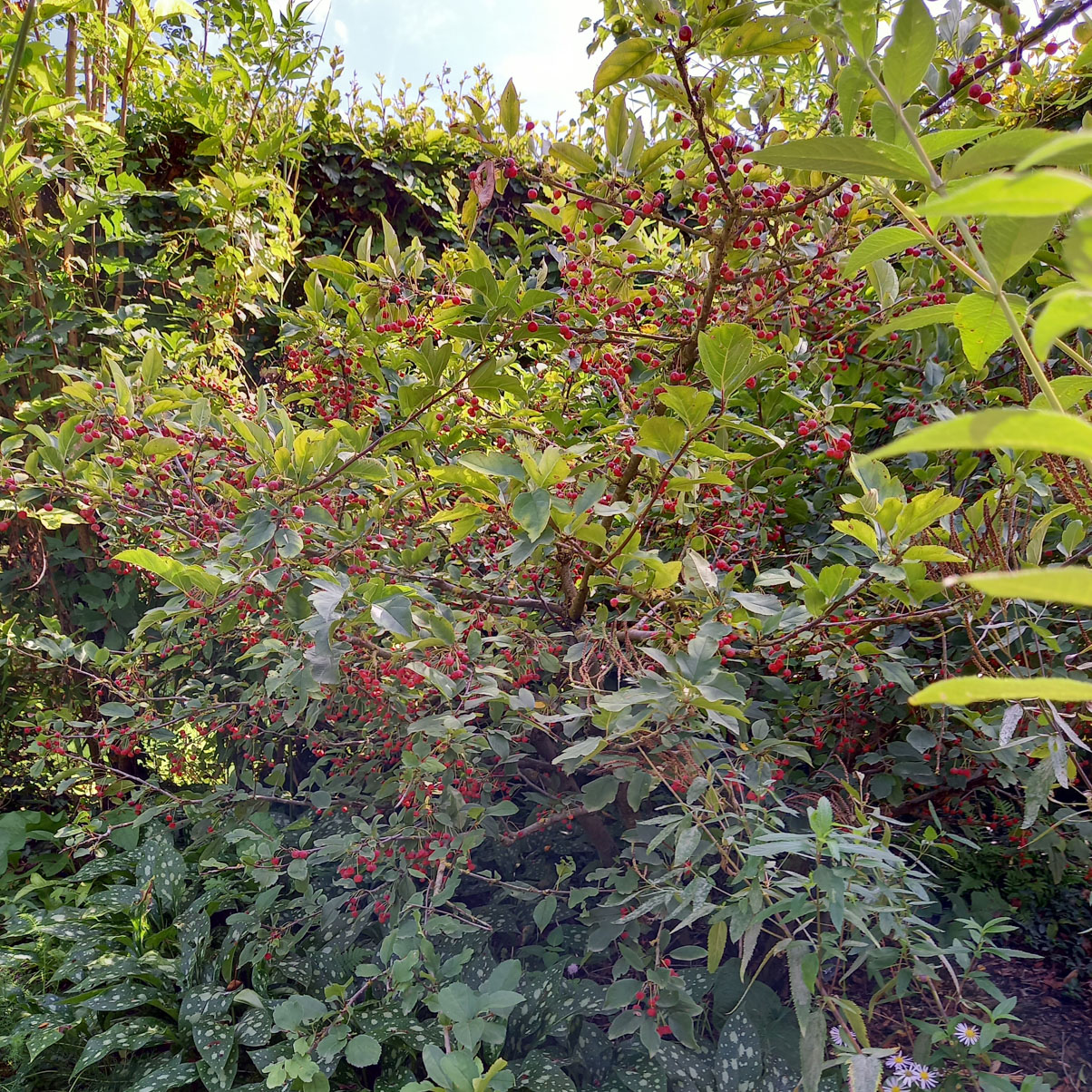 pommier sauvage_jardin brèche